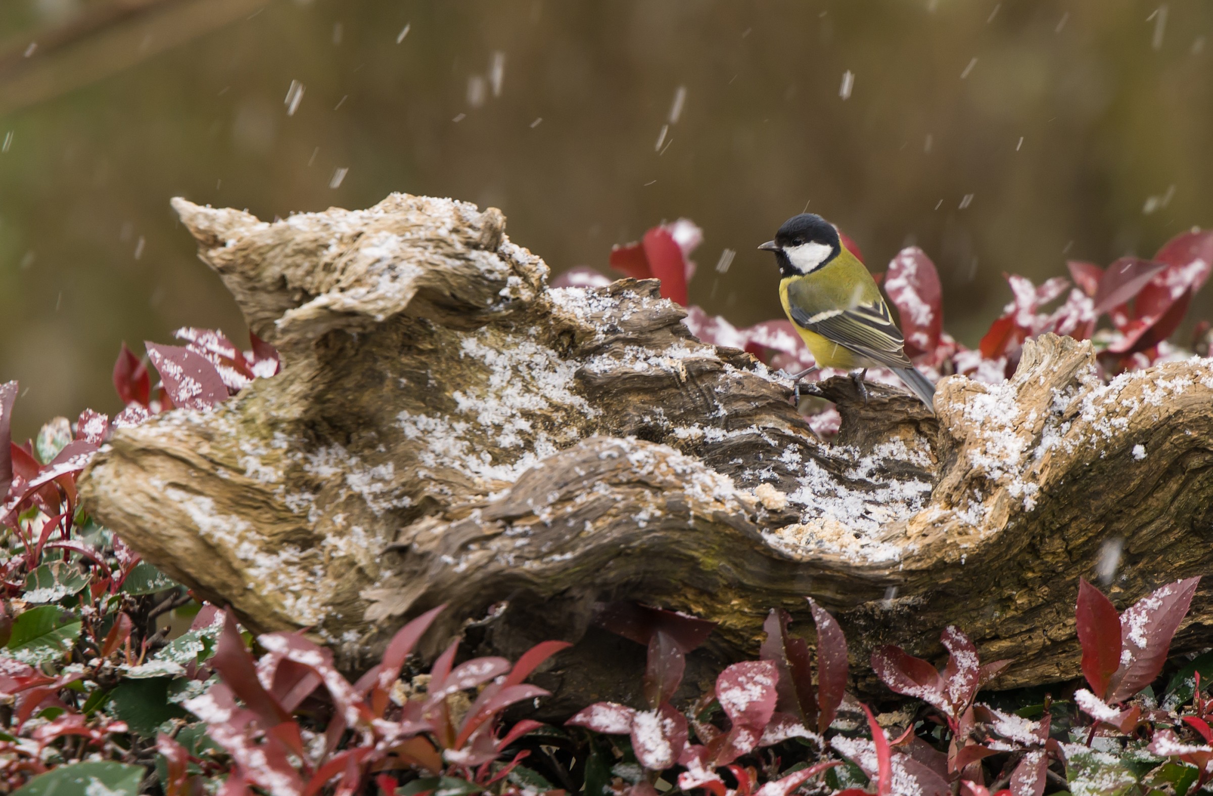 Cinciallegra sotto la neve