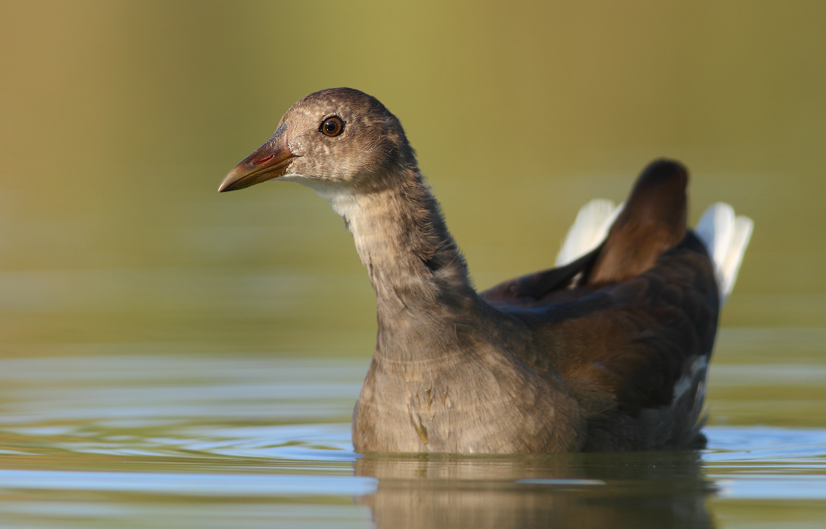 moorhen
