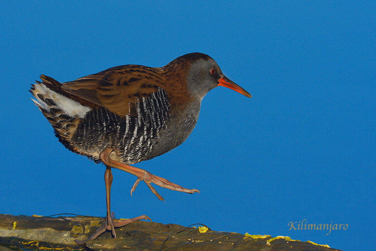 I stealthily stalking