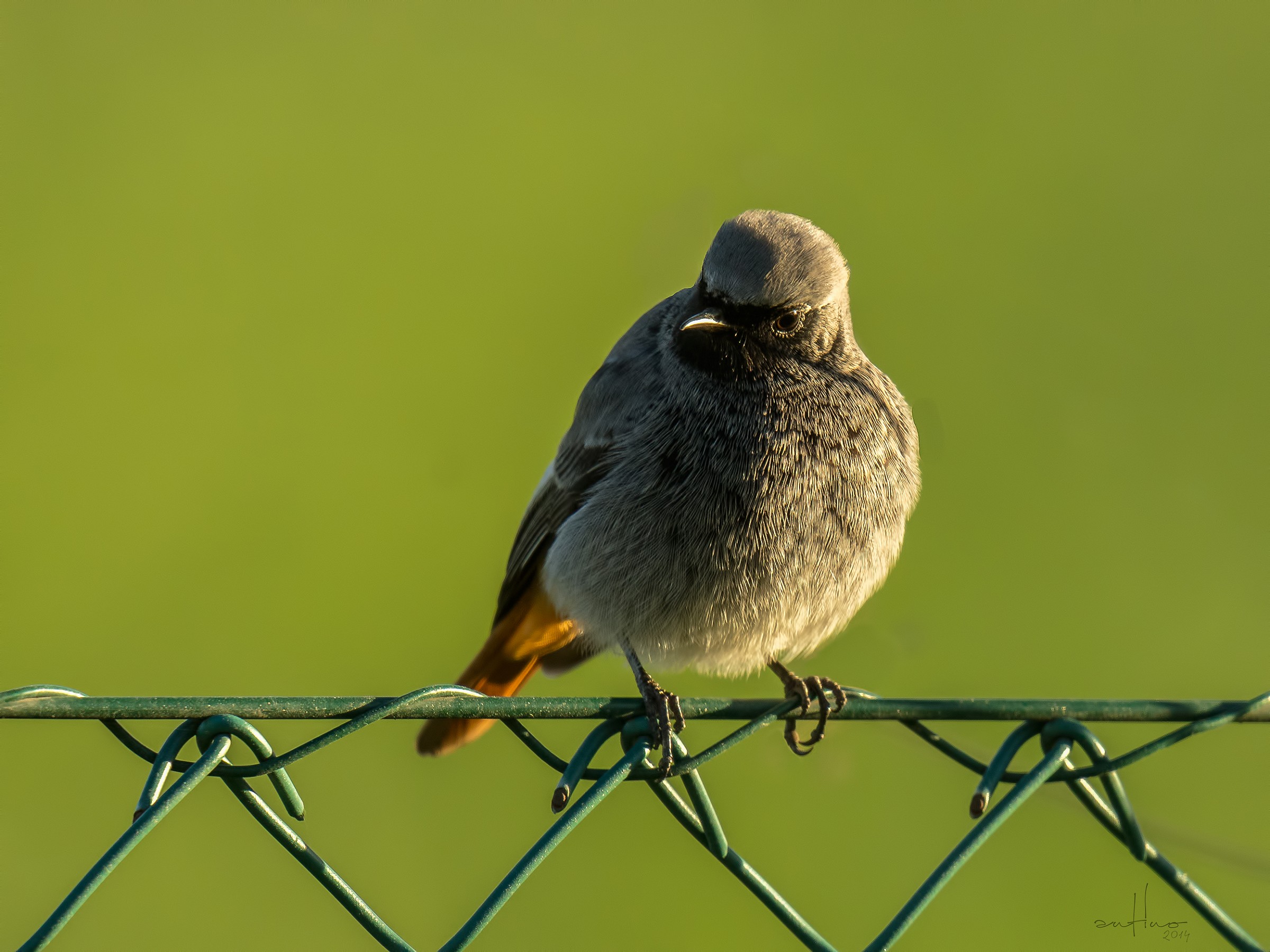 Codirosso spazzacamino