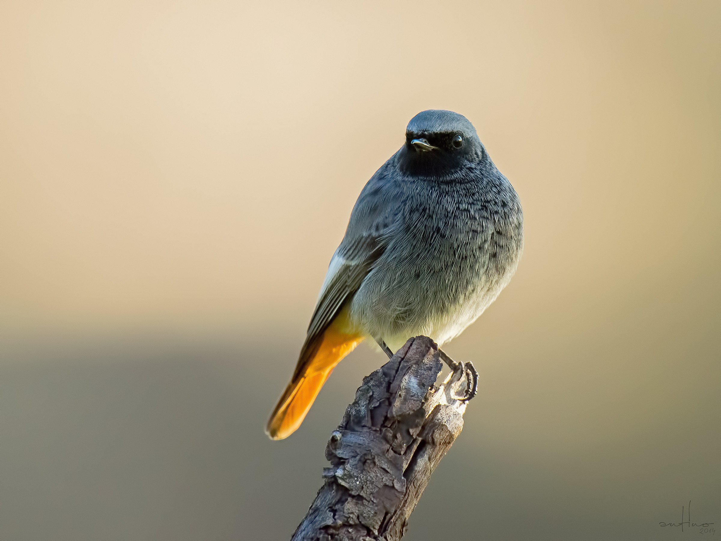 Codirosso spazzacamino