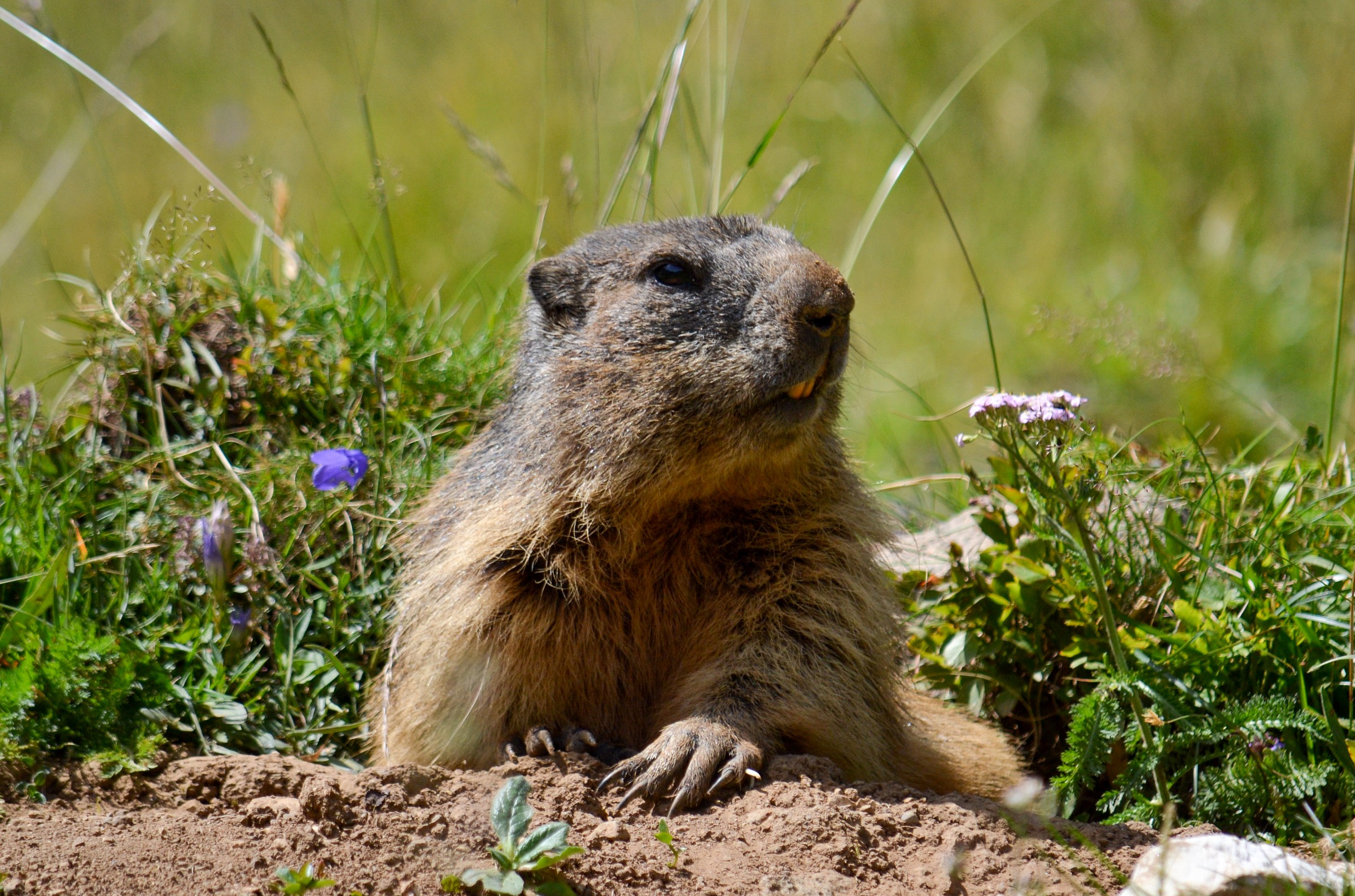 Marmot Dolomites