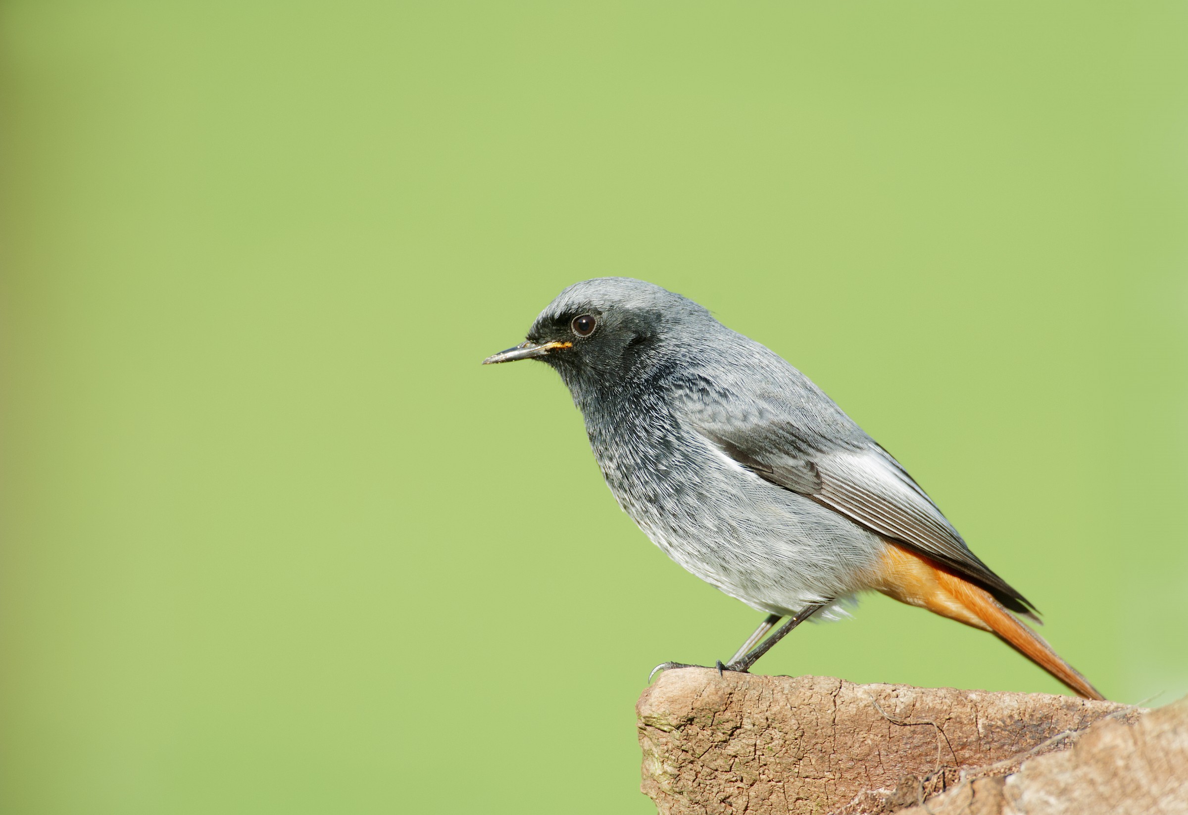 Phoenicurus ochruros (codirosso spazzacamino)