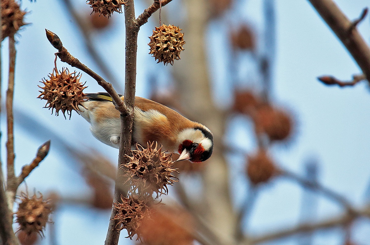 goldfinch