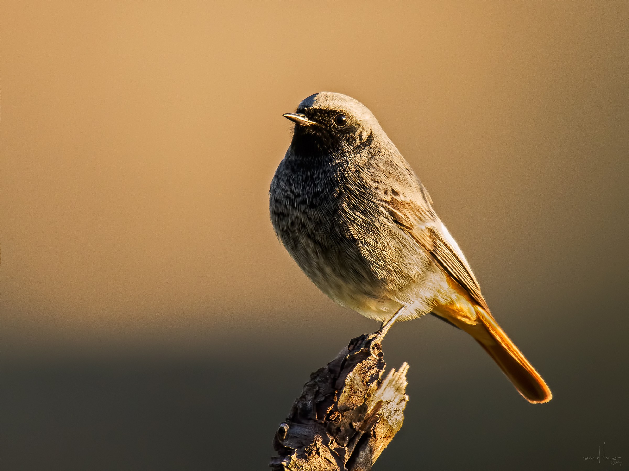 Black Redstart