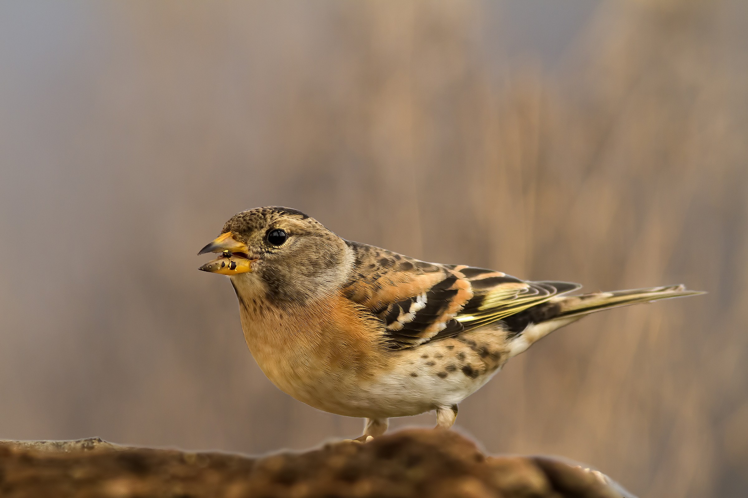 brambling