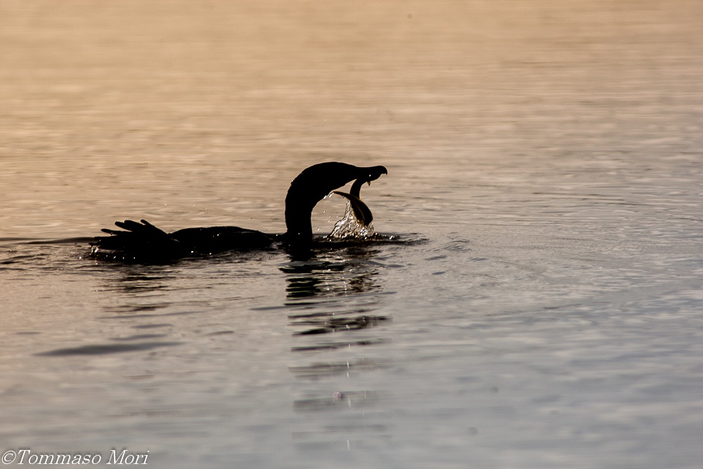 Cormorano con anguilla