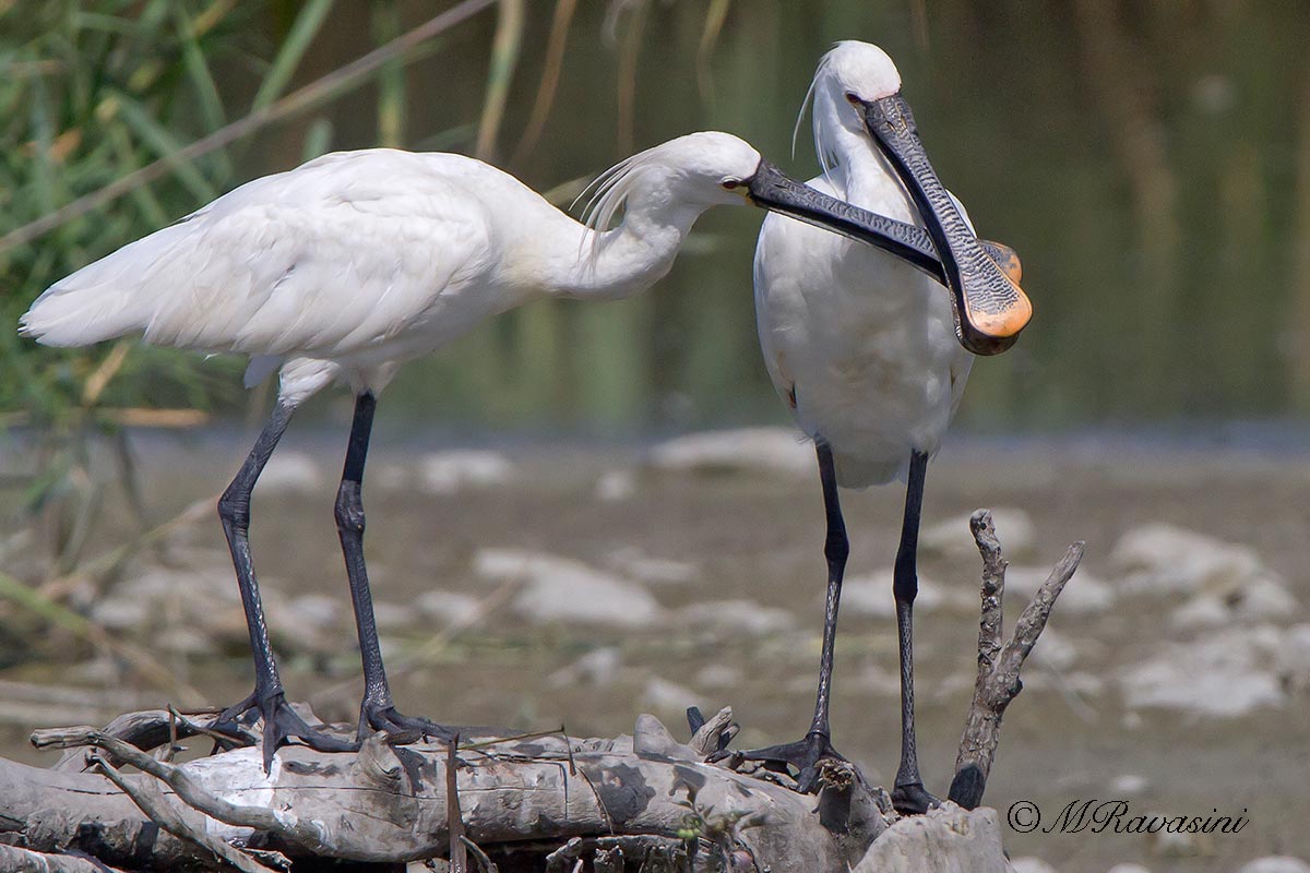 Mature couple of spatulas