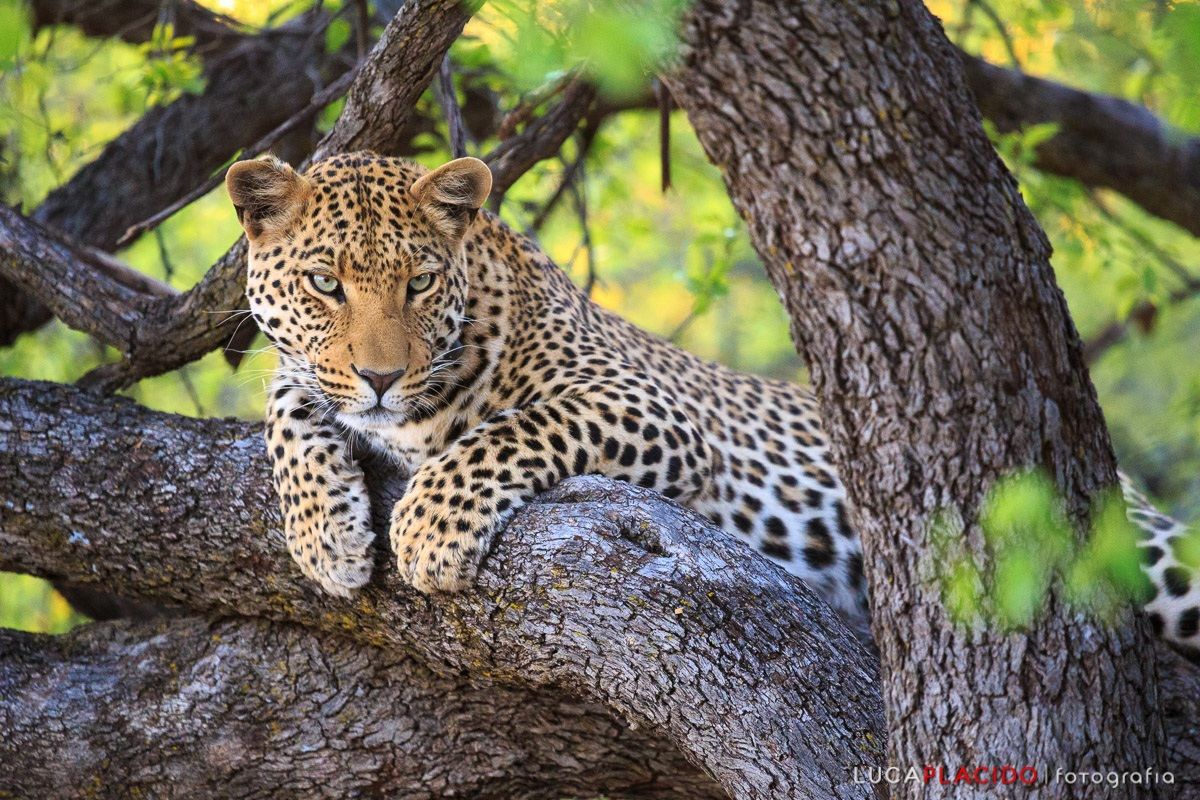 Leopard ... the sill