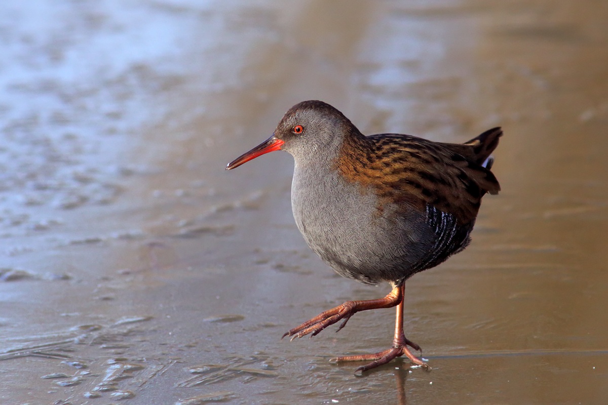 Attento! Si scivola!