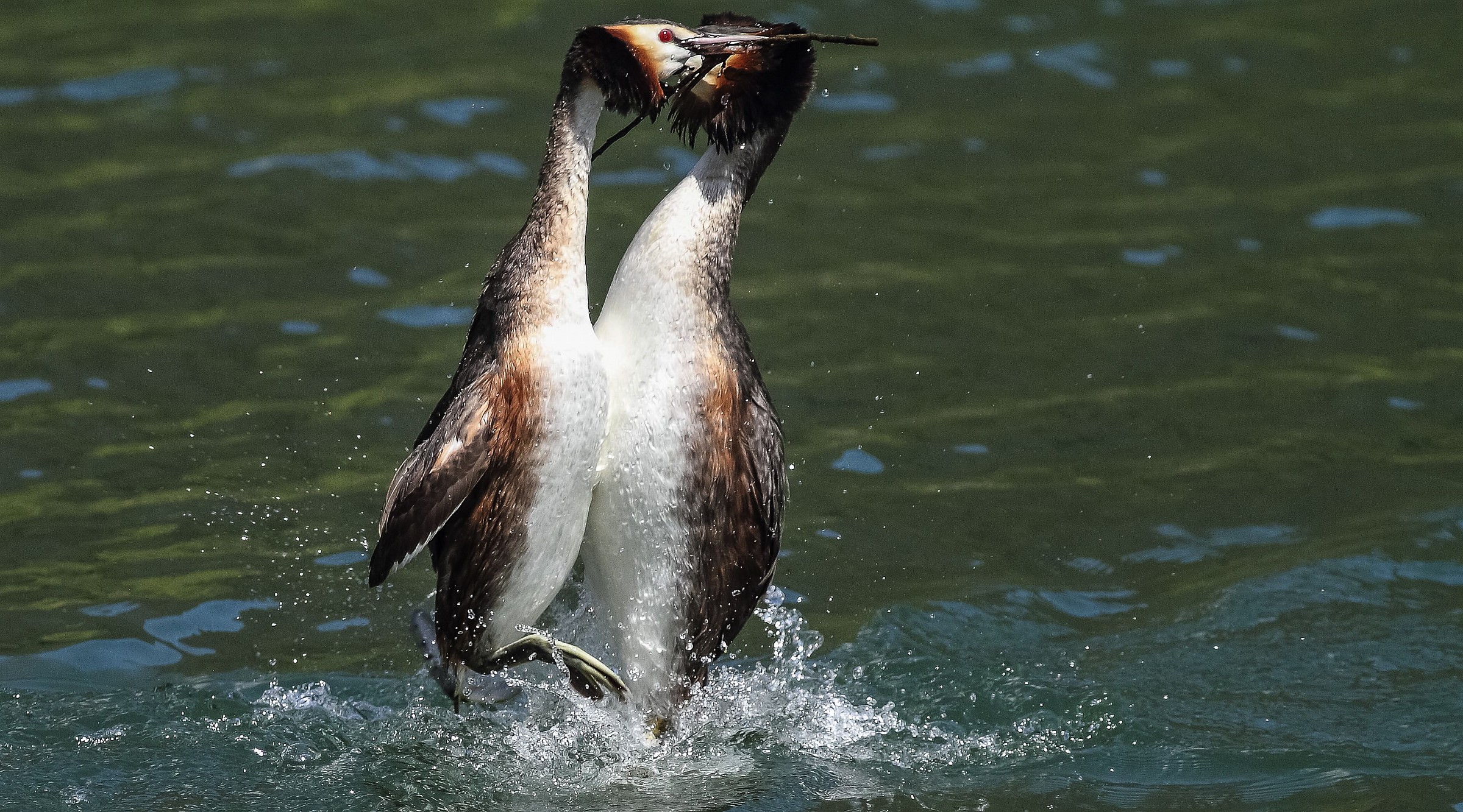 and the dance begins