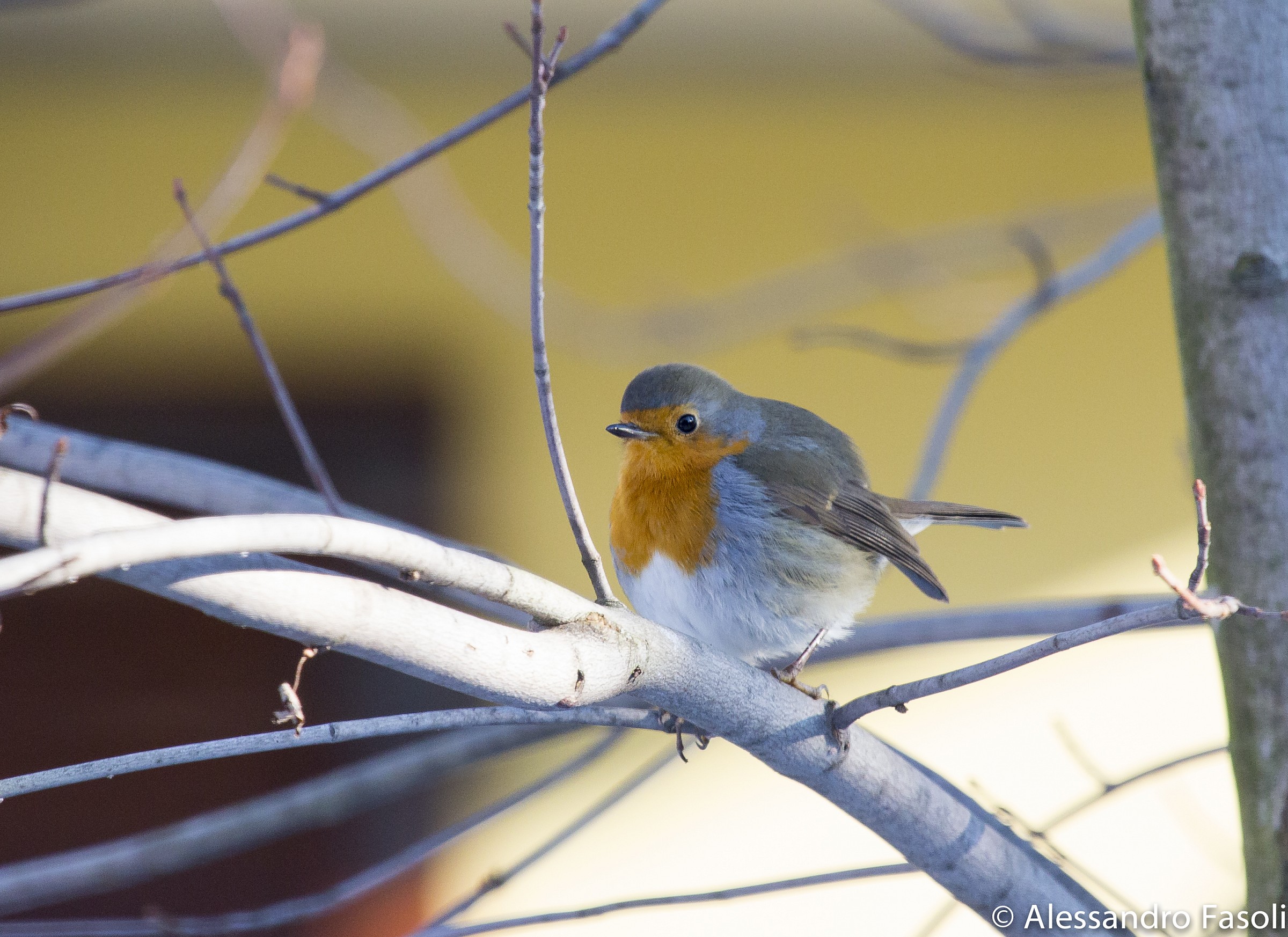 Pettirosso nel Giardino di Casa
