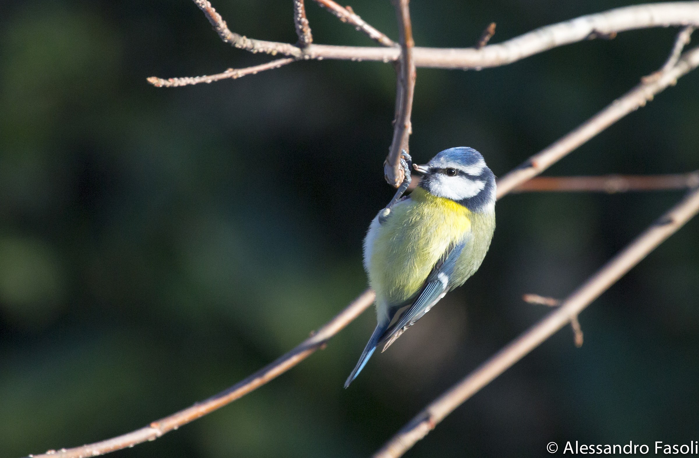 Cinciarella nel Giardino di Casa