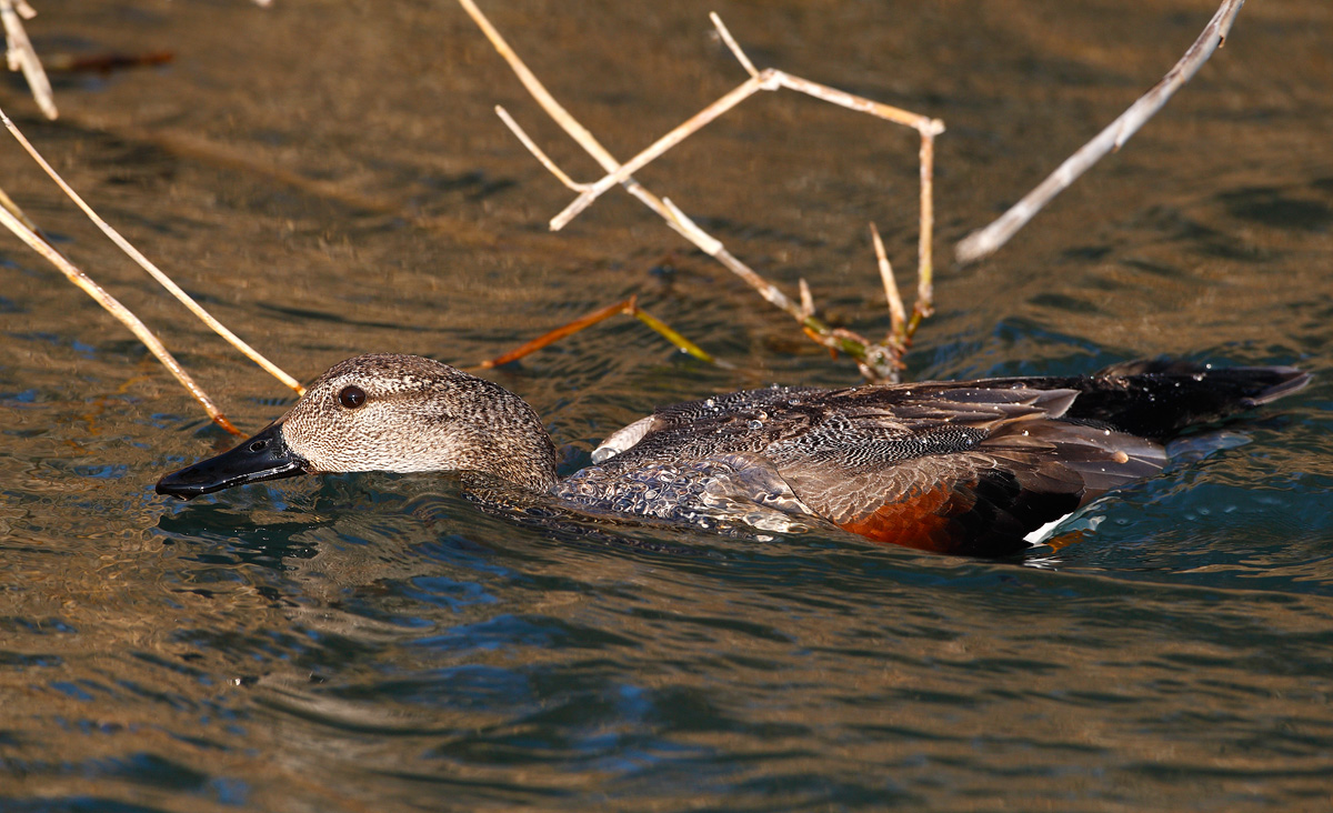 Gadwall