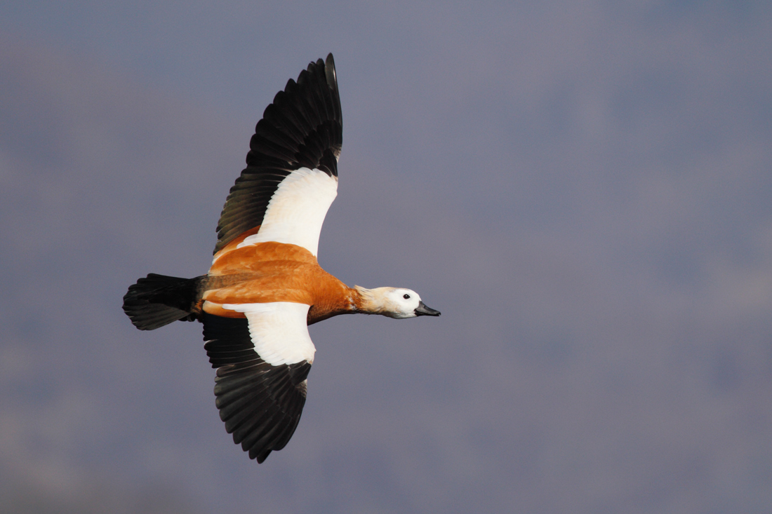 Shelduck in flight