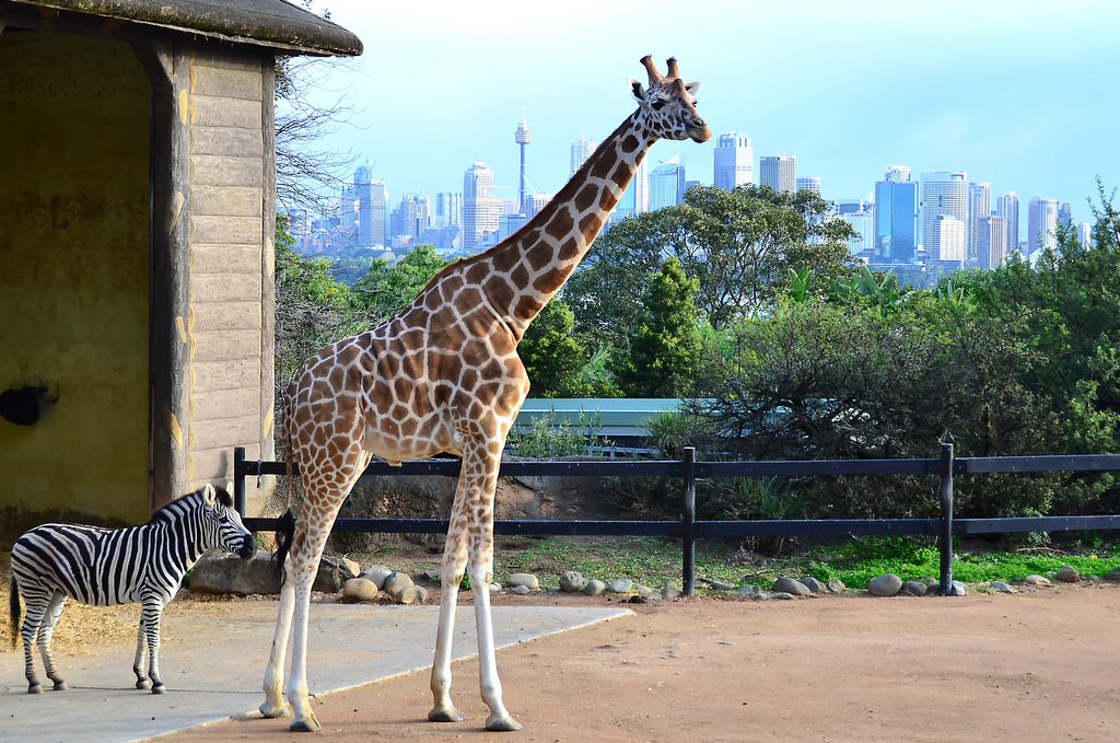 Zoo di Sydney