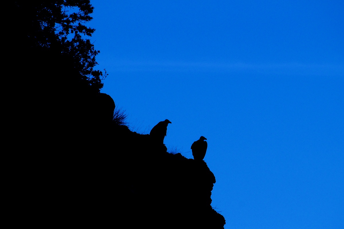 Griffins at nightfall ...