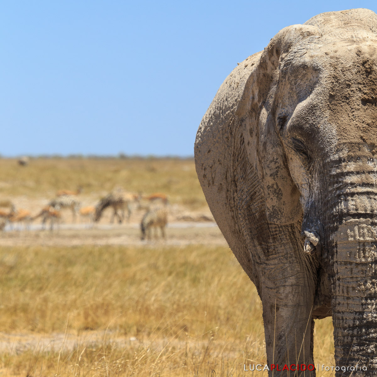 An Elephant ... in half