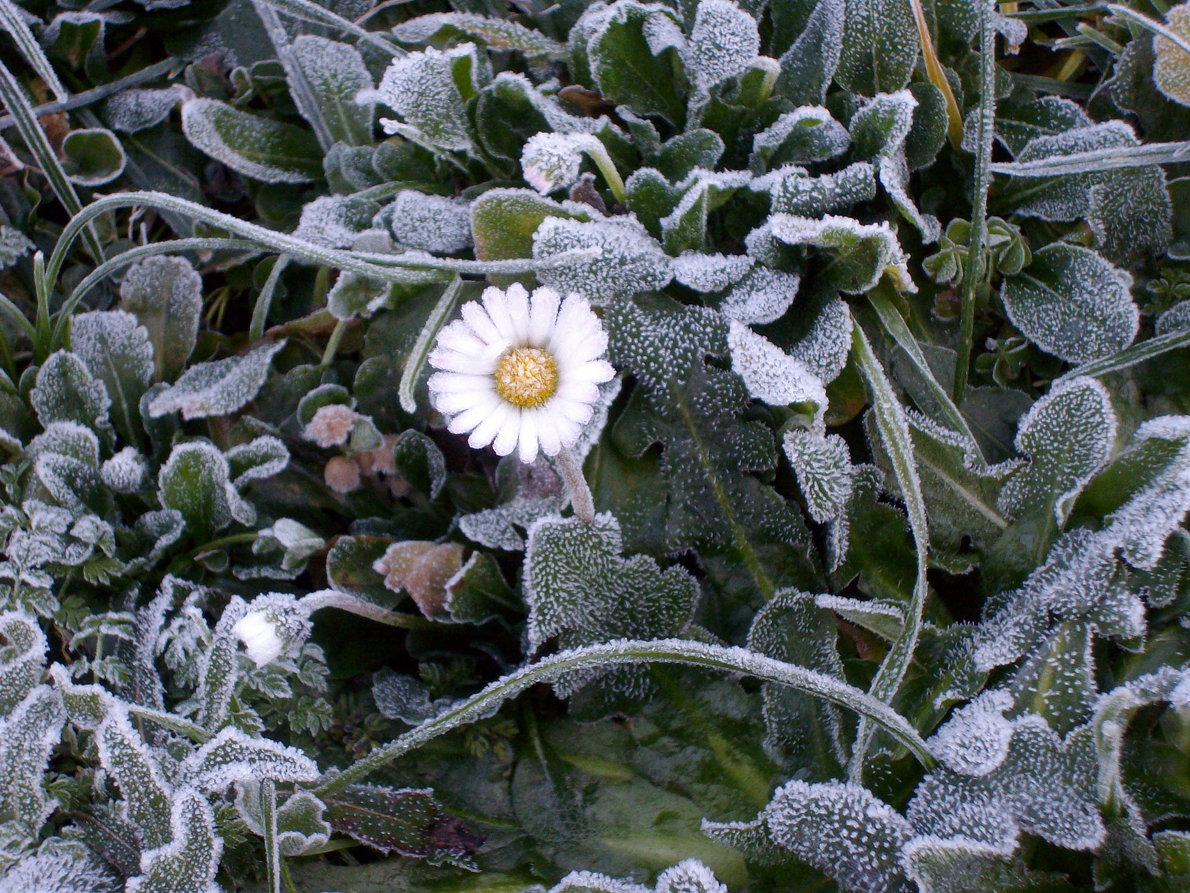 una margherita tra il gelo