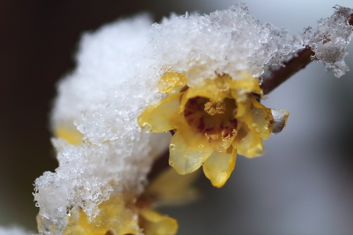 Calicantus nella neve