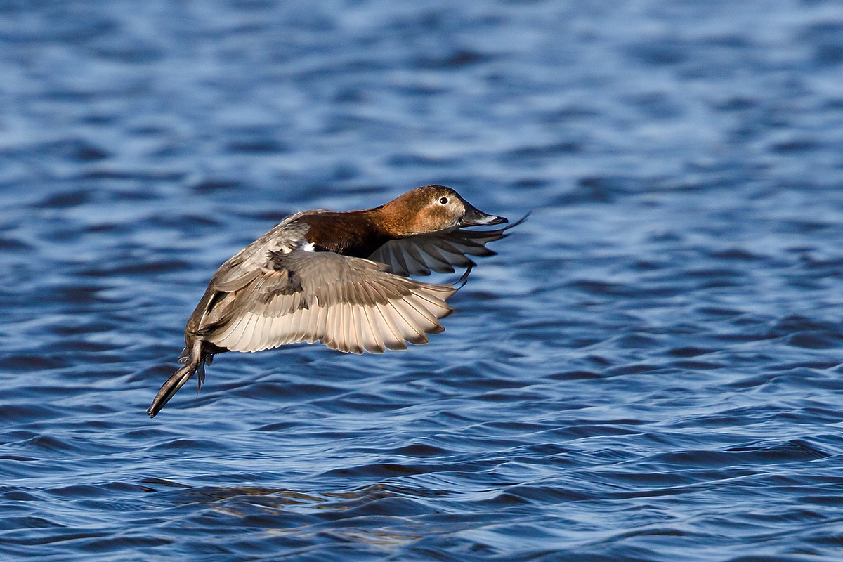 Pochard female