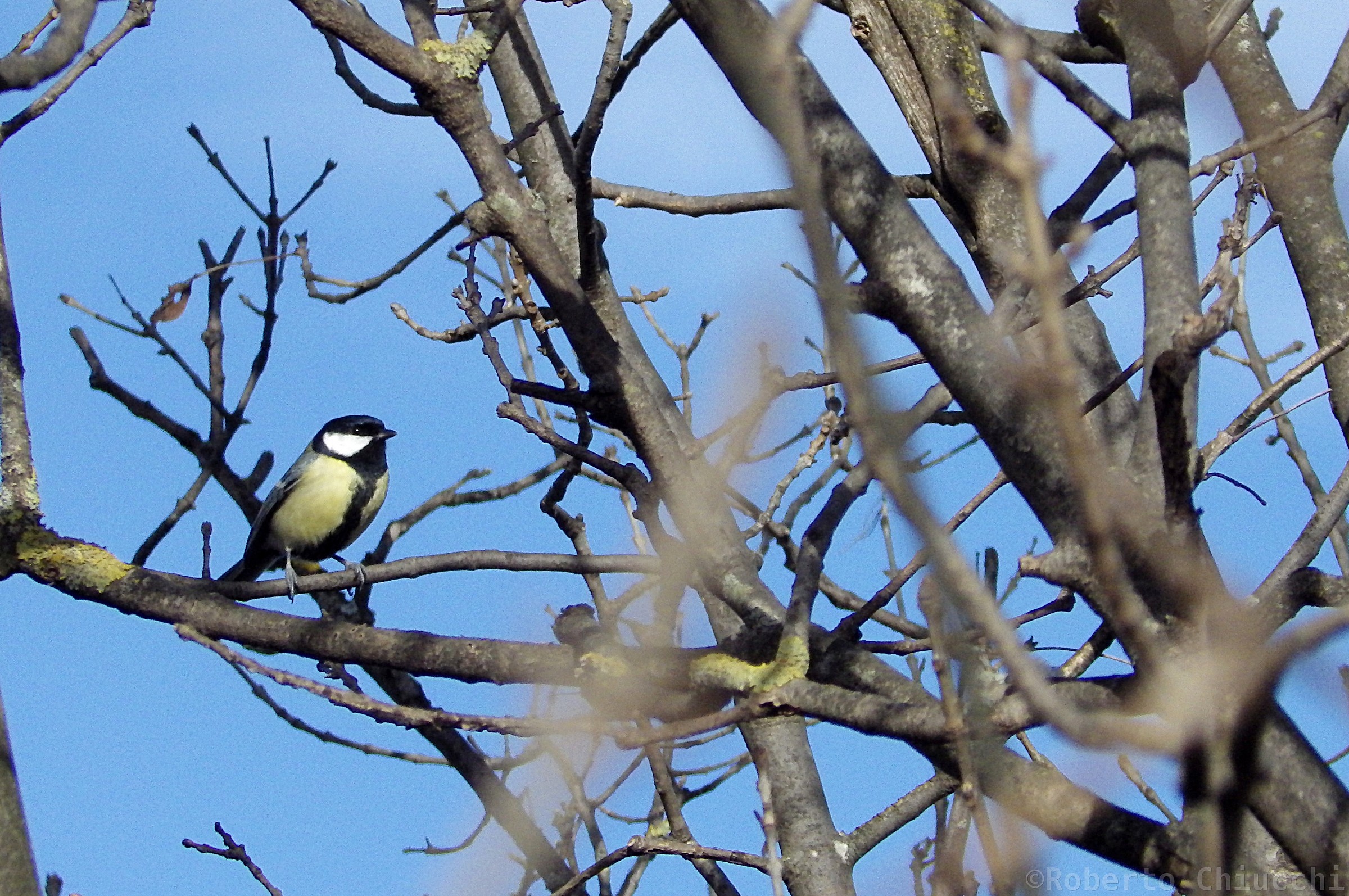 Great Tit