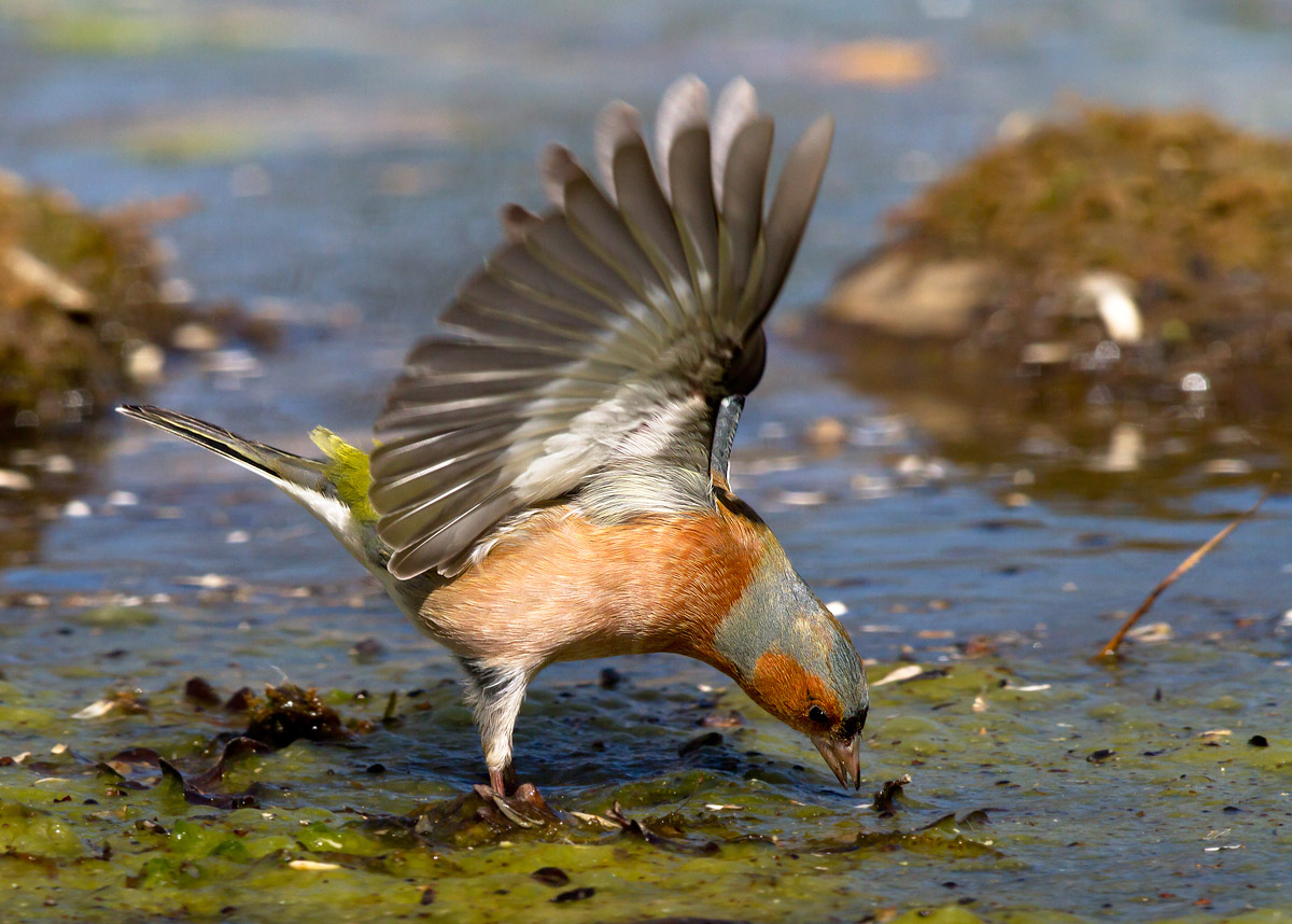 Bow of the Finch - Canon 7D - Canon 500 mm. f. 4.5 L USM - 1...