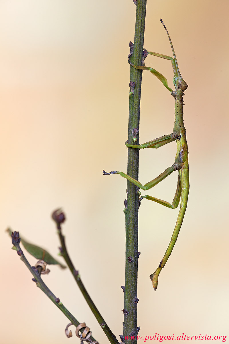 Diapherodes gigantea