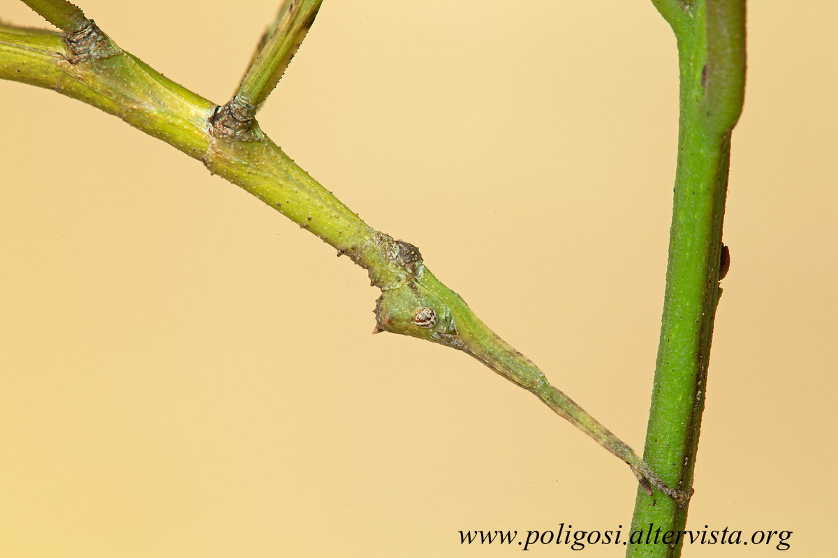 Diapherodes gigantea