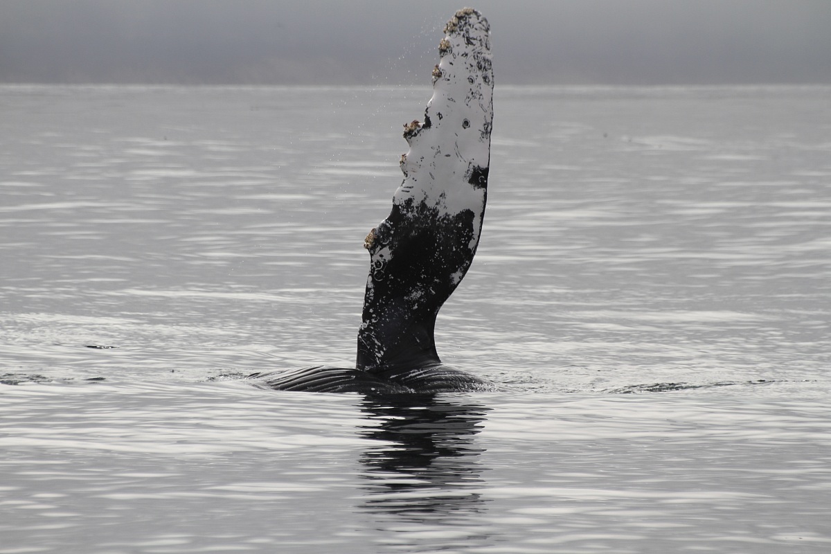 Fin of Humpback Whale