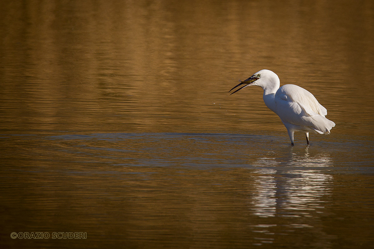 Cena di Capodanno? Per me solo pesce...what else?