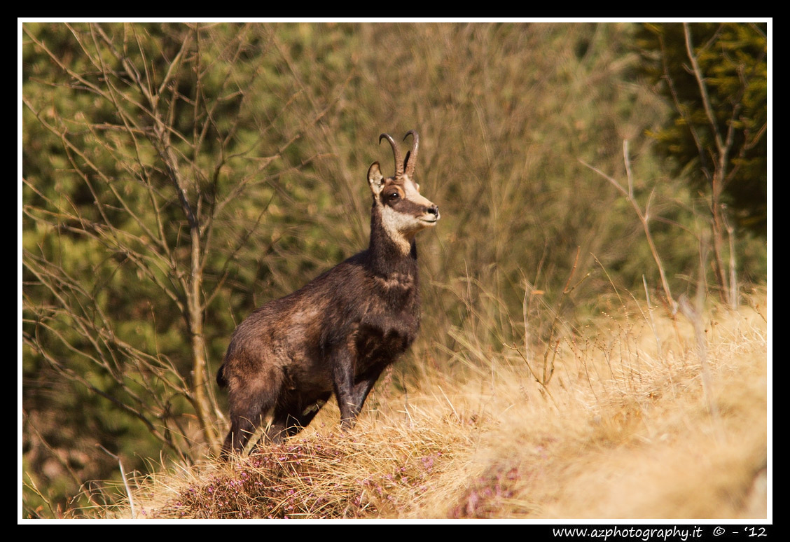 Suede on Mount Jupiter - Schio (vi)