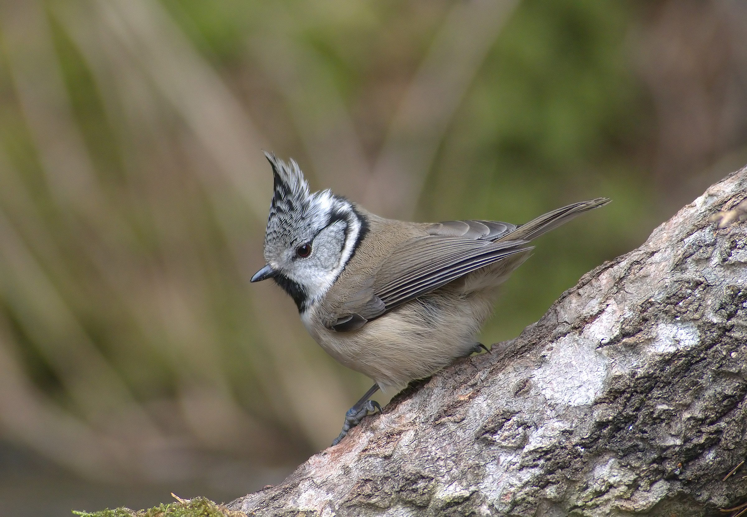 crested tit