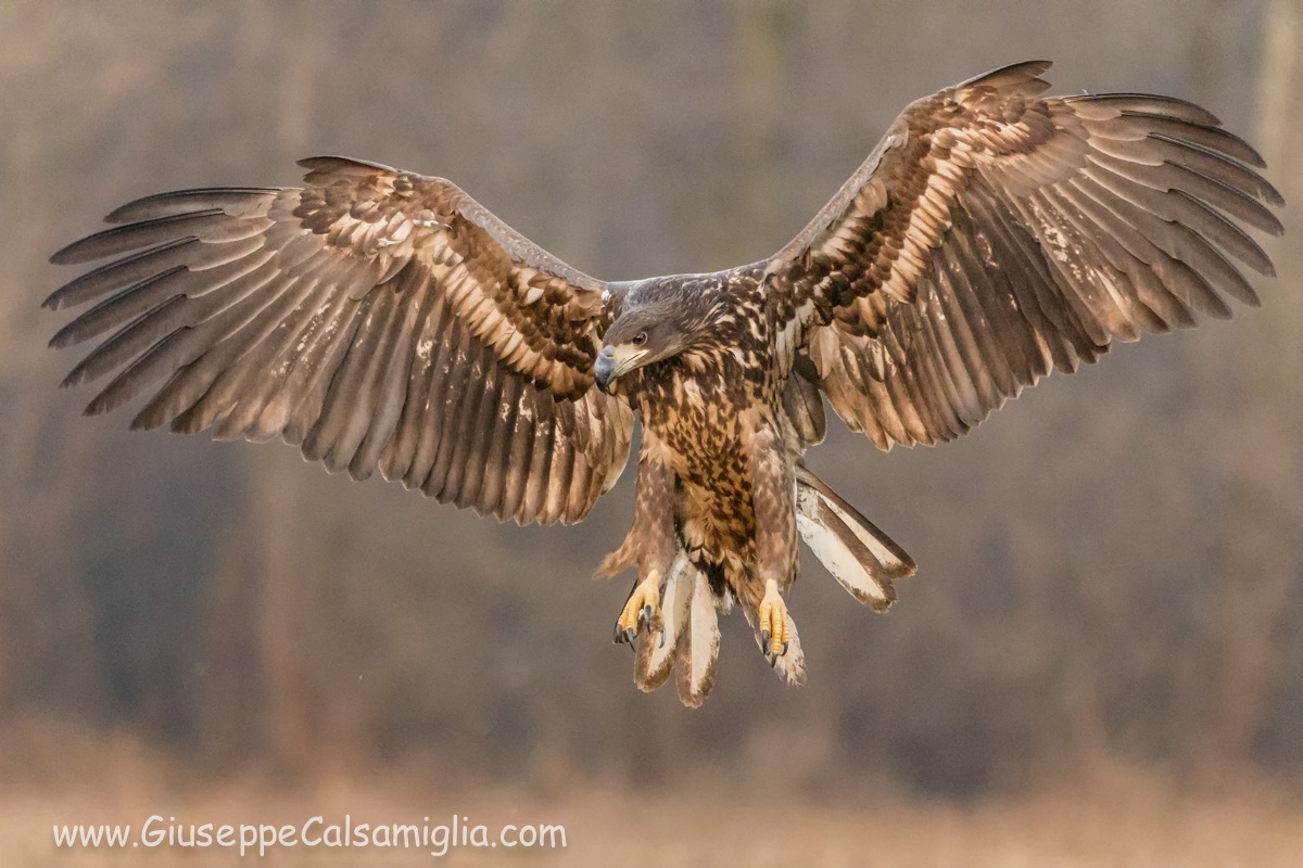 In volo verso il 2015...