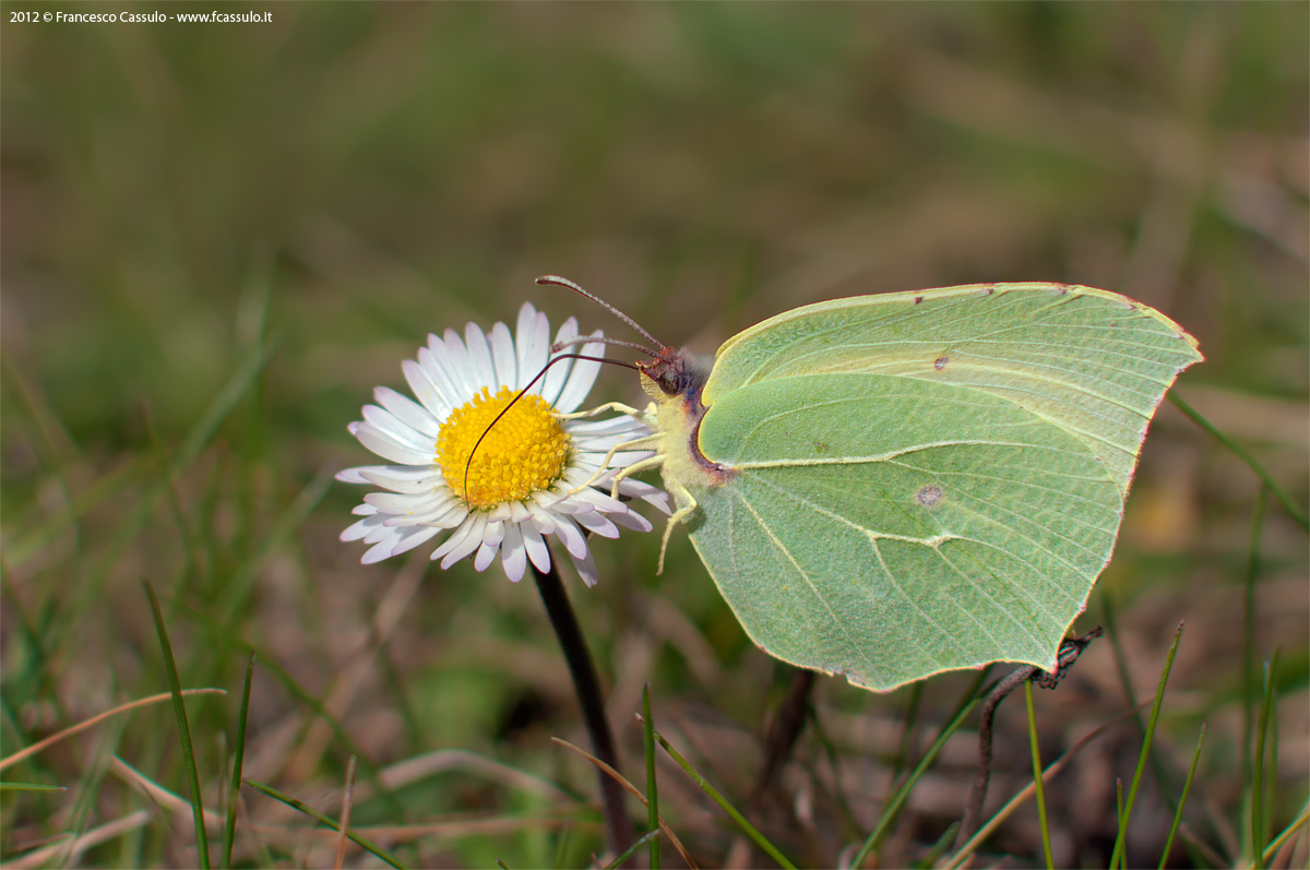 Gonepteryx cleopatra (Linnaeus, 1767)