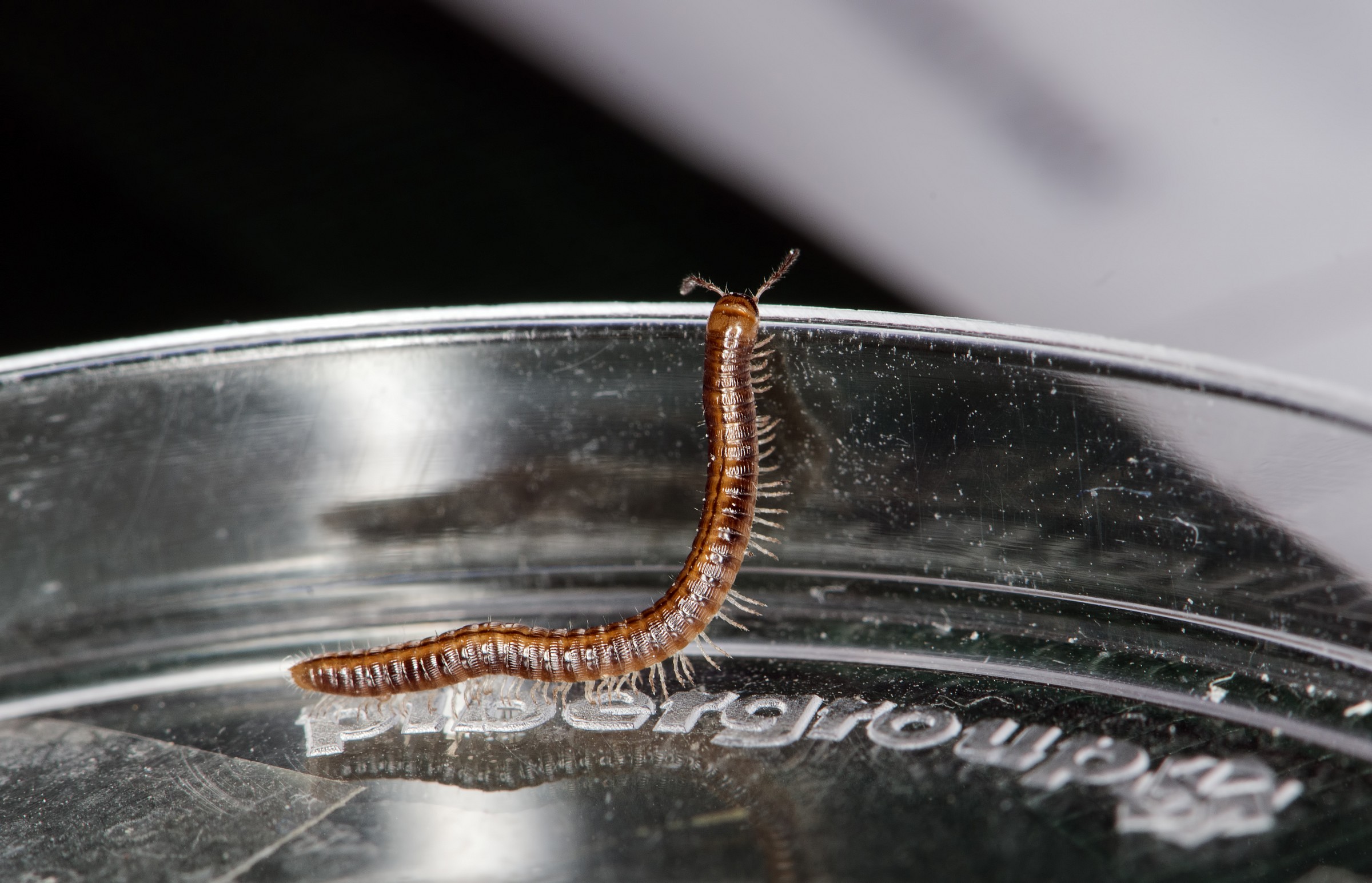 The ... foot over the obstacle!