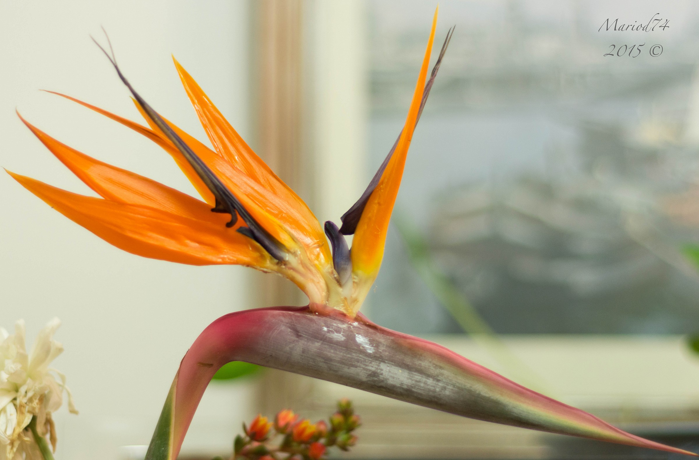 Strelitzia