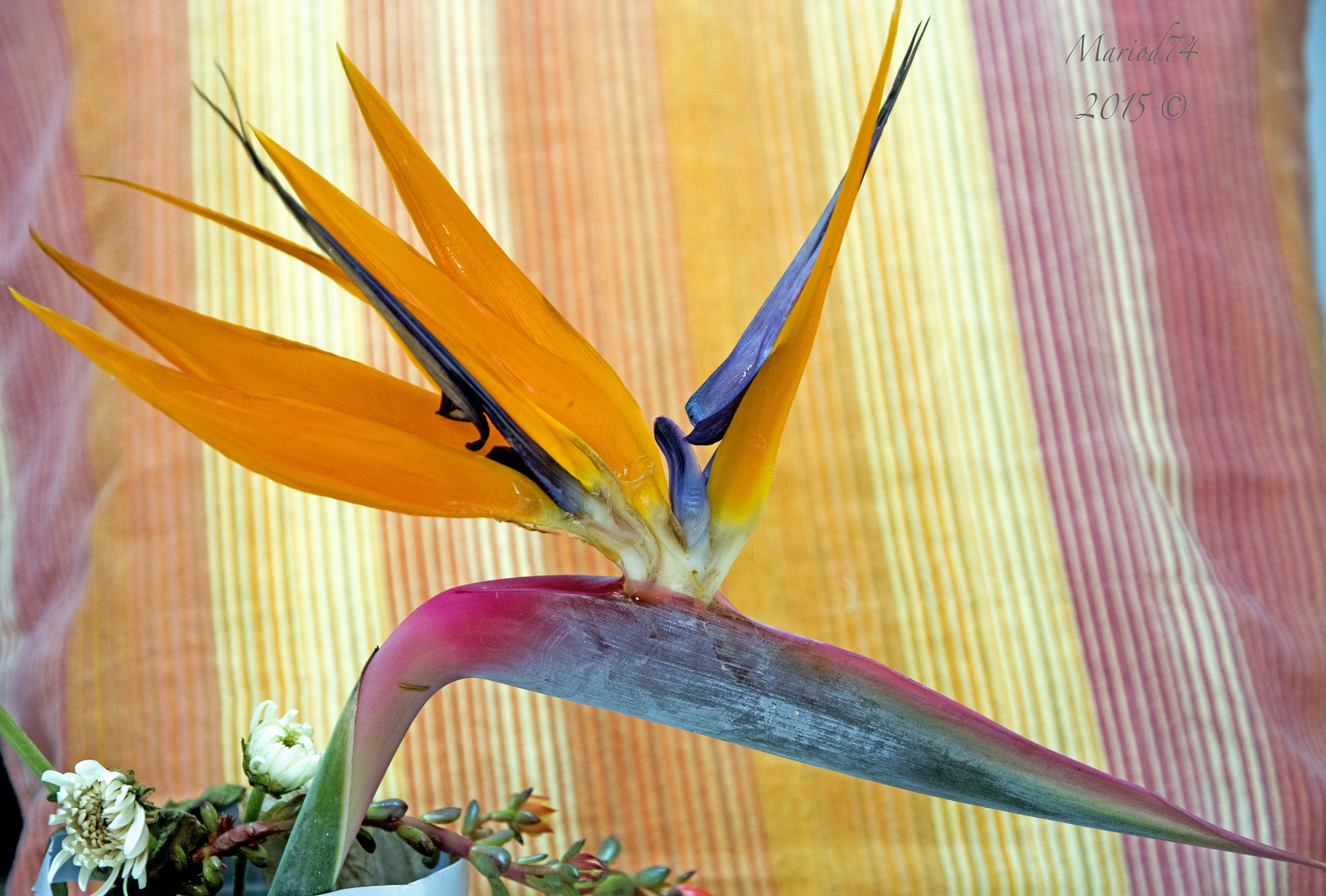 Strelitzia2