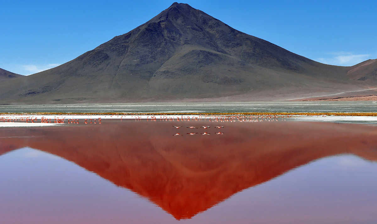 Il Paradiso dei fenicotteri