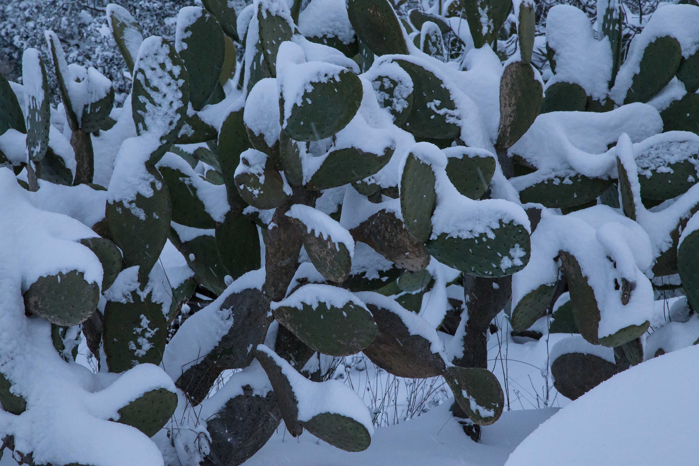 prickly pears under snow after 28 years
