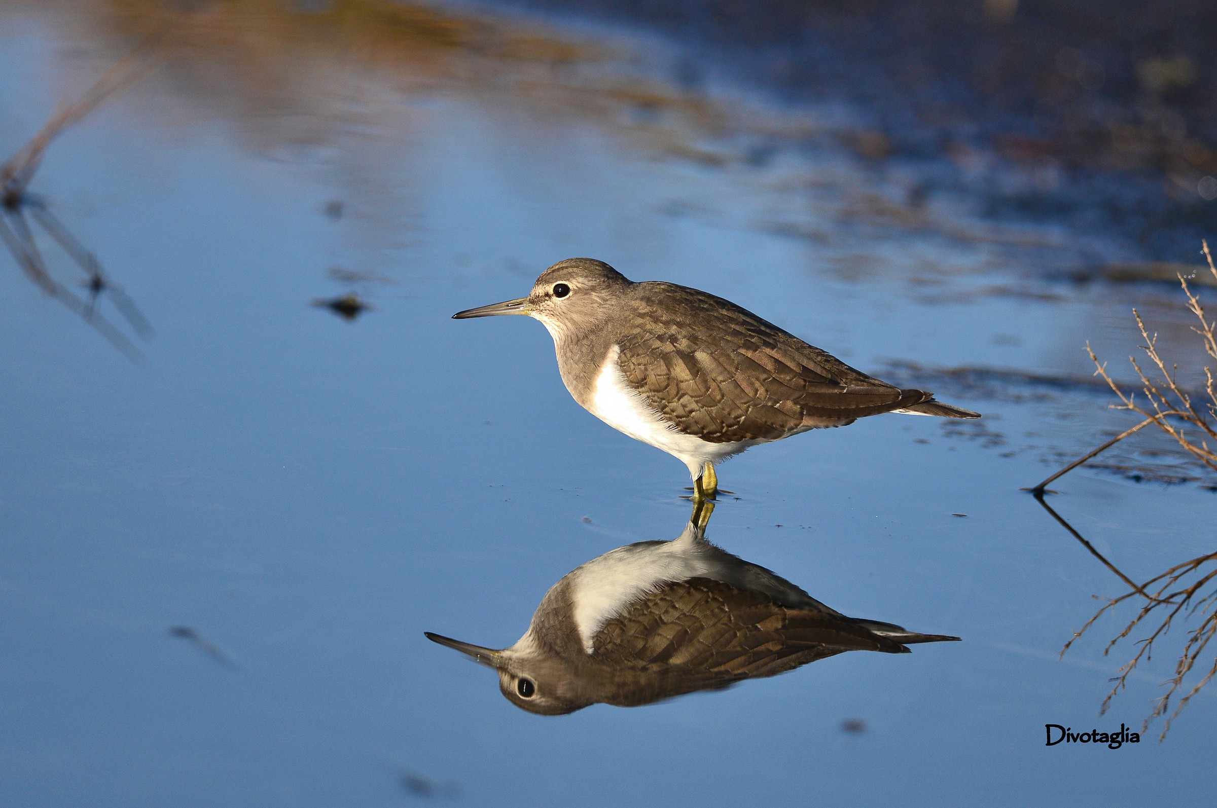 The sandpiper is' reflecting