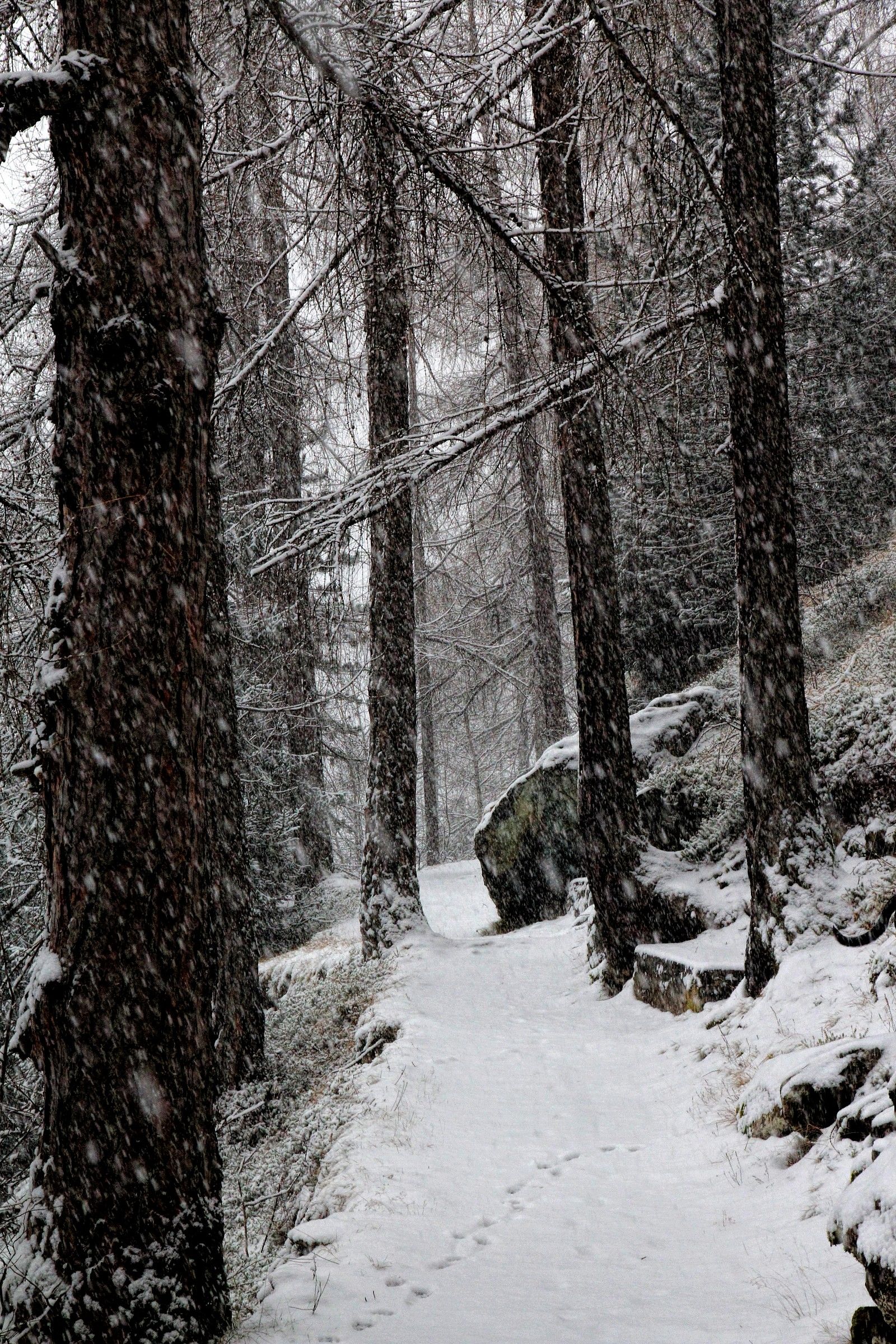 the road in the woods