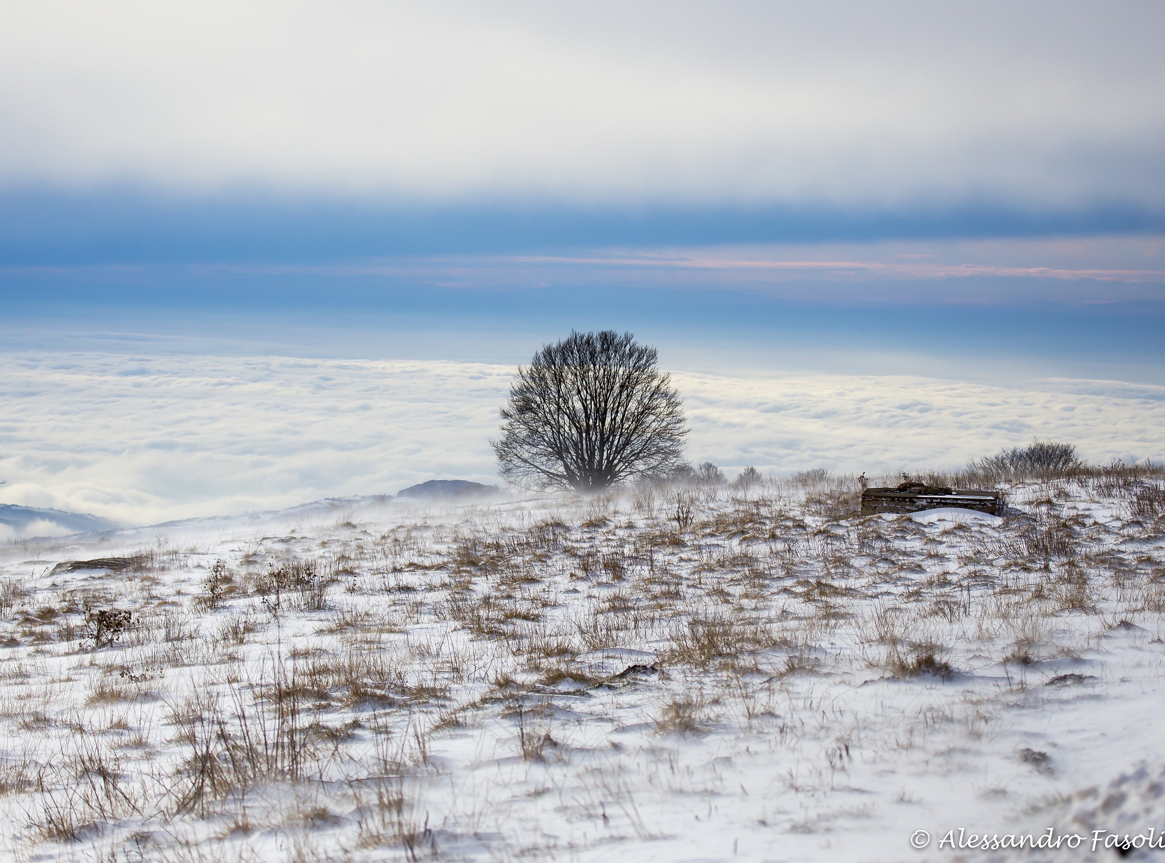 L'albero Solitario