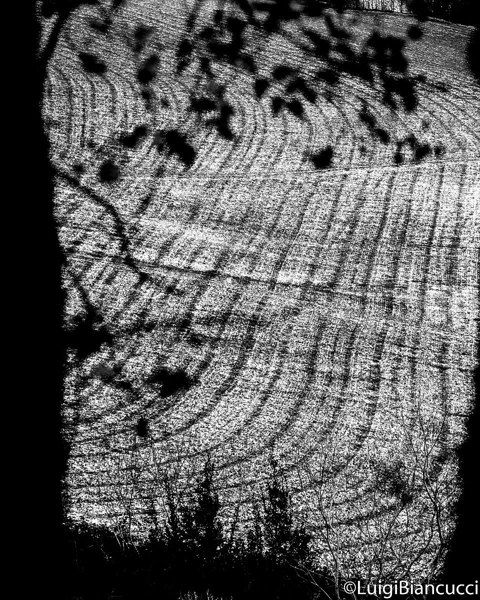 Glimpse into the branches