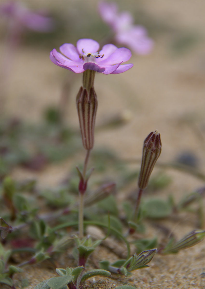 Silene Corsica , Cala Domestica Nebida ( Ca )