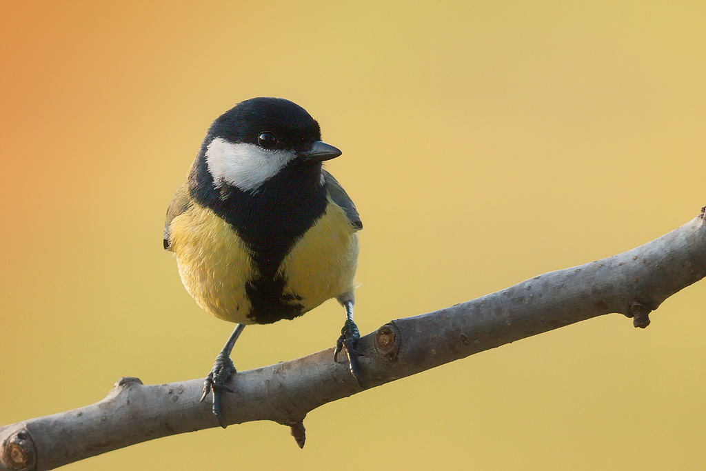 Great Tit
