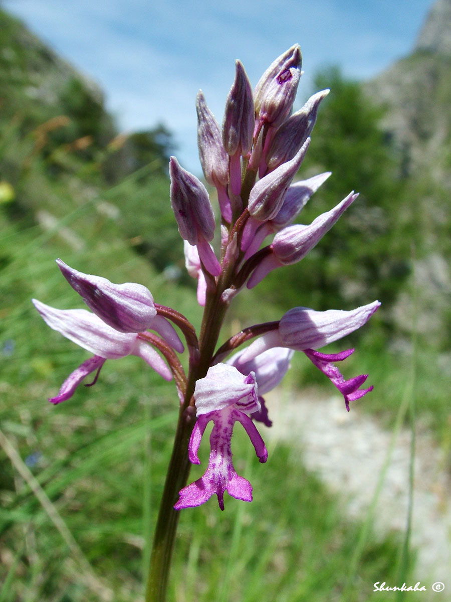 Orchis Militaris