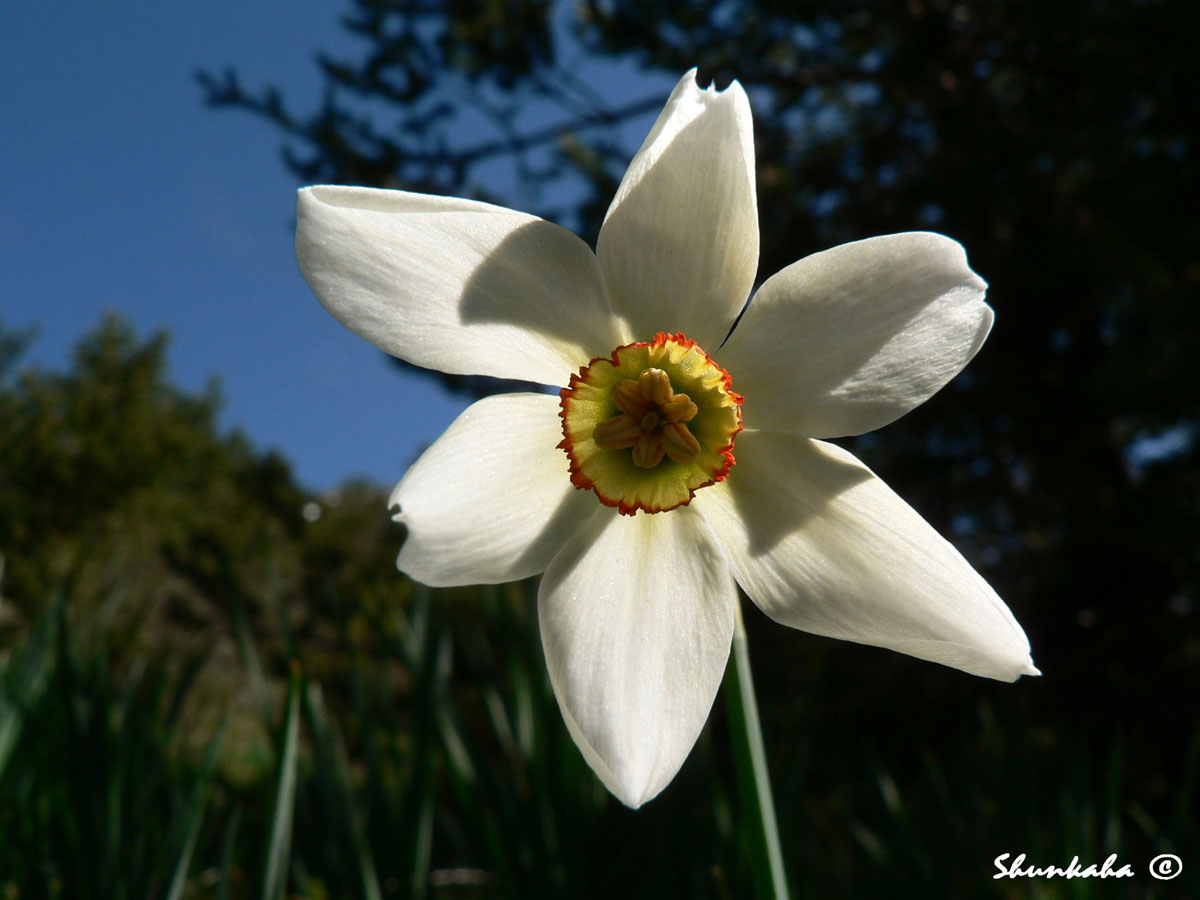Narcissus poeticus