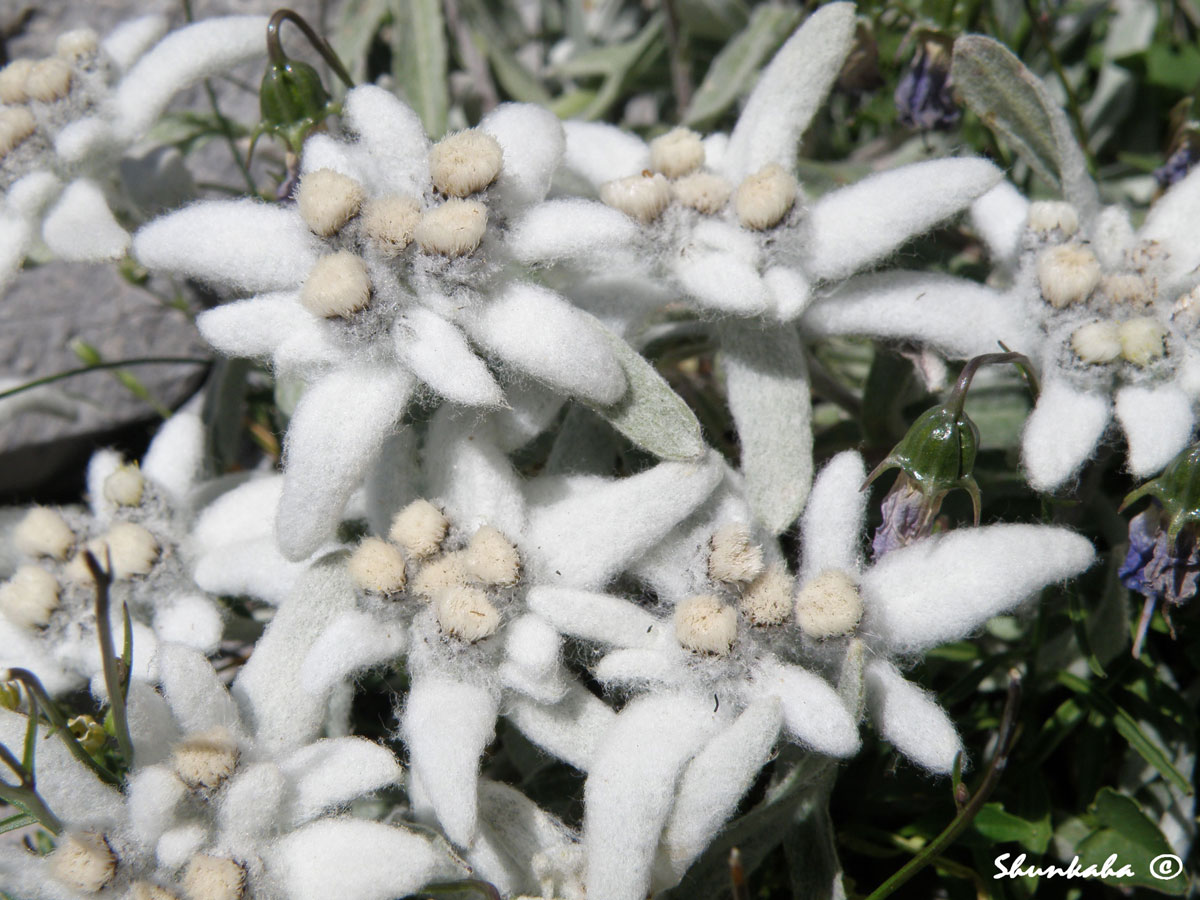 Leontopodium alpinum