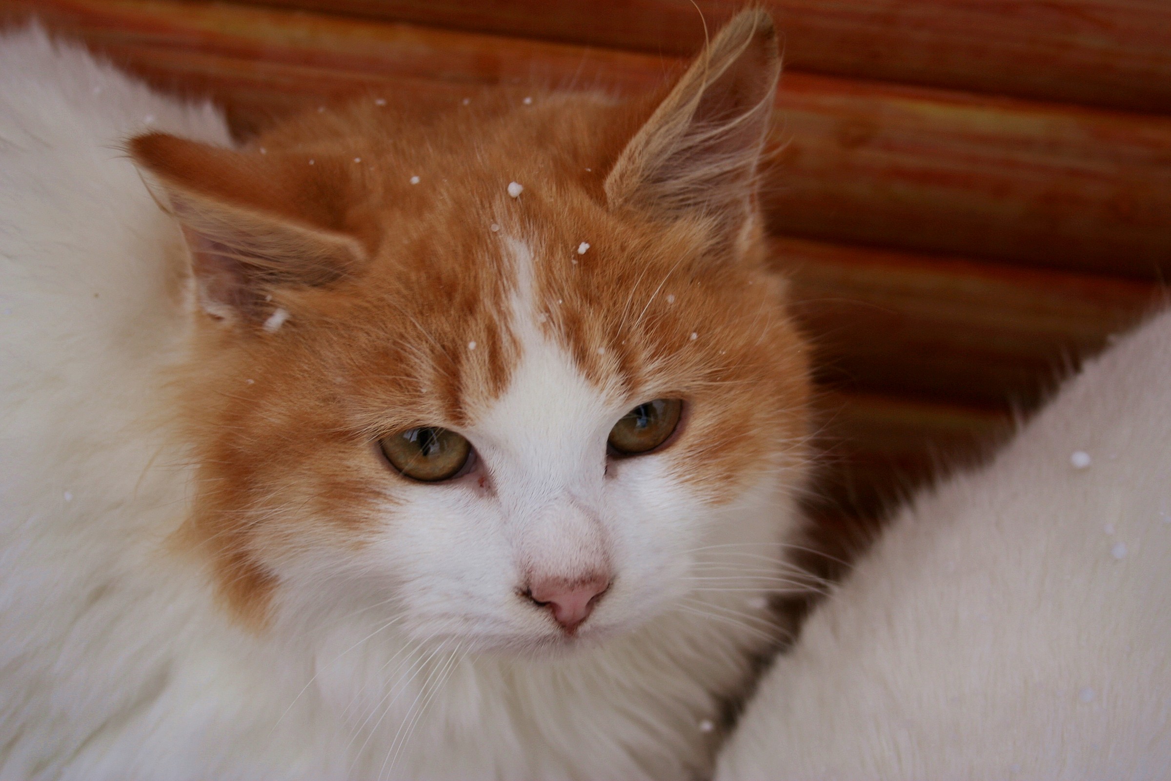 Snowball in the Snow